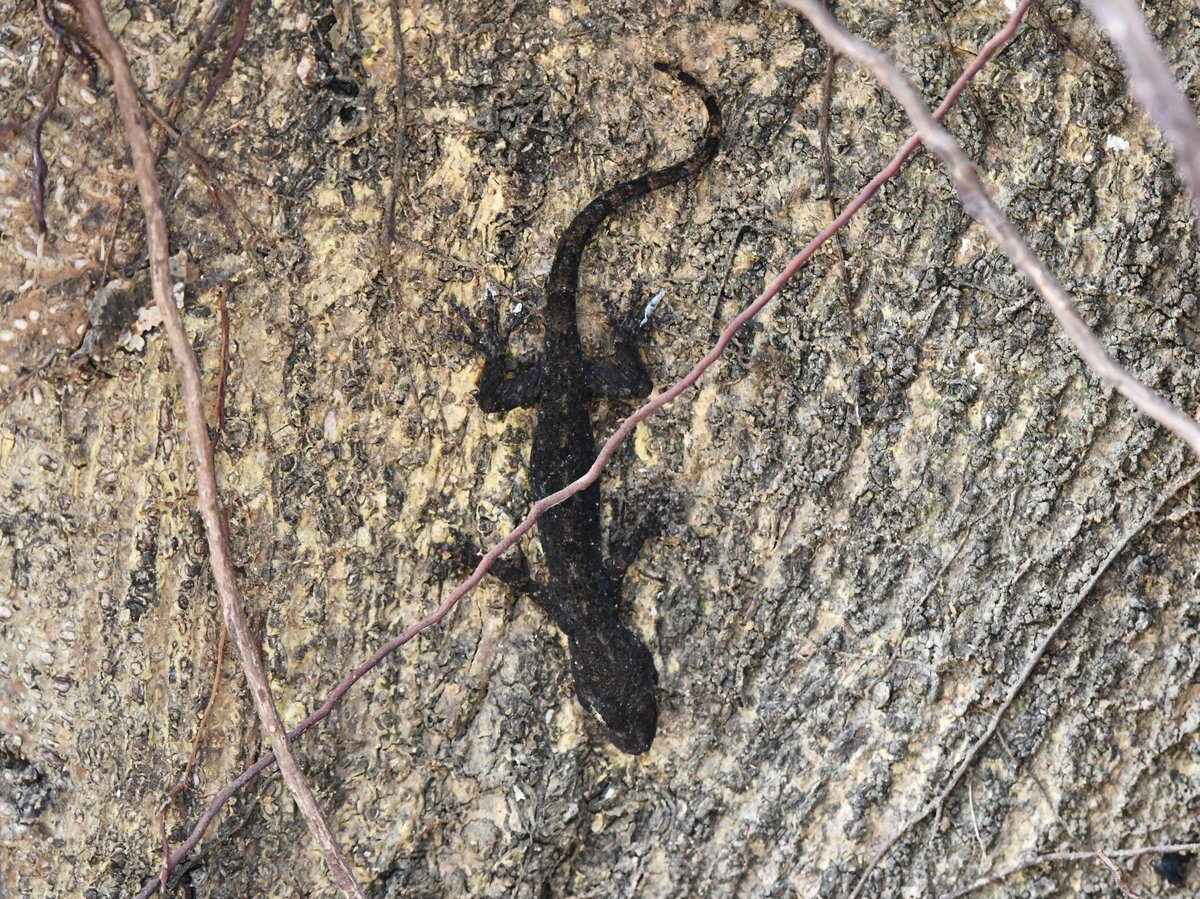 #53:
          House Gecko, Okinawa.
          f/ at mm - Shutter Speed: - ISO: